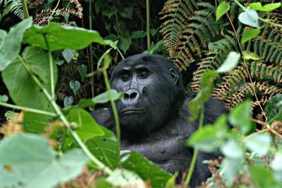 3 days Uganda Gorilla safari tour with relaxation on Lake Bunyony