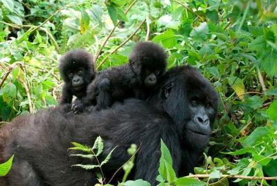 3 Days Bwindi Gorilla Trekking tour