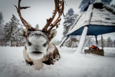 Reindeer Farm Experience Reindeer Farm Experience