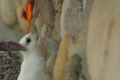 Amesterdam for Kids & Toddlers Private Tour with a local  Amesterdam for Kids & Toddlers Private Tour with a local