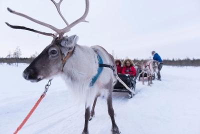 Visit an Authentic Reindeer Farm with Reindeer Safari Visit an Authentic Reindeer Farm with Reindeer Safari