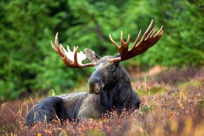 Moose Safari Moose Safari