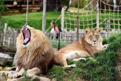 Zoo Of Beauval - Private Trip