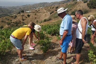 Private Tour of Málaga with Wine Tasting and Lunch Private Tour of Málaga with Wine Tasting and Lunch