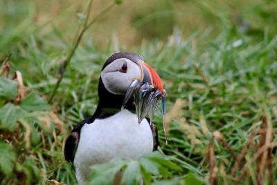 Reykjavik Classic Puffin Watching by Boat Reykjavik Classic Puffin Watching by Boat