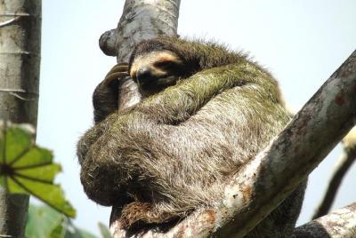 Combination Tour from Panama City: Rainforest, San Lorenzo Fort a