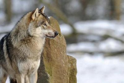 Wolves of Rome: Together we will get to know them better