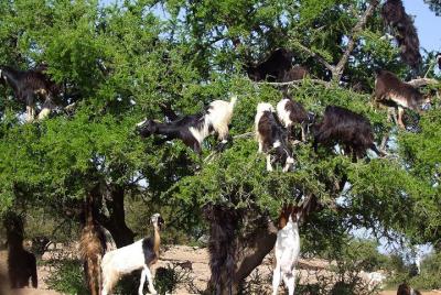 Taroudant & Tiout Day Trip from Agadir  Taroudant & Tiout Day Trip from Agadir