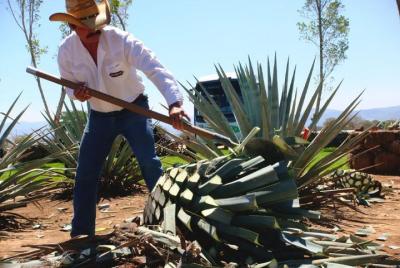 Tequila and Distillery Tour from Guadalajara