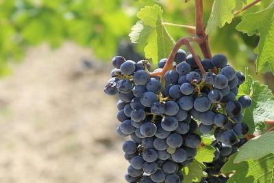 Transfer from Rome to Florence with tasting wine in Chianti included