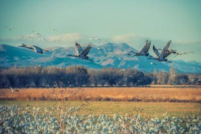 Bosque del Apache National Wildlife Refuge: An outdoor Paradise