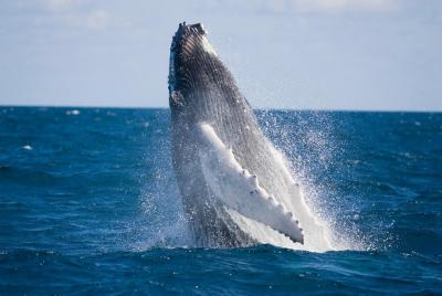 Whale-Watching and Orange County Beaches Tour from Anaheim Whale-Watching and Orange County Beaches Tour from Anaheim