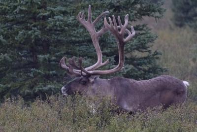 6-Day Alaska Adventure Tour  6-Day Alaska Adventure Tour