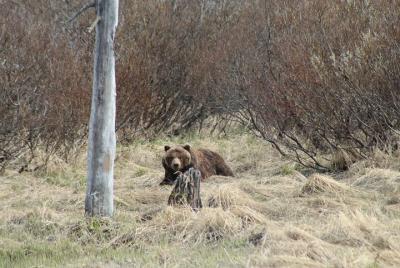 Half-Day Wildlife Conservation Center and Turnagain Arm Tour
