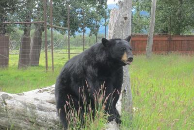 Self-Guided Alaska Wildlife Center and Turnagain Arm Tour w/Alyeska Tram