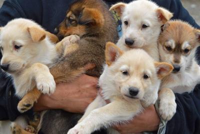 Dry Land Dog Sledding: Cart Style