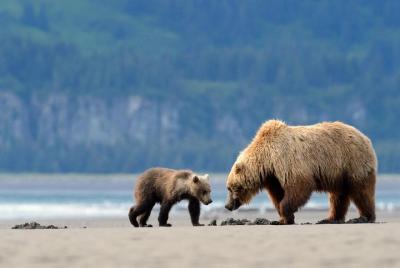 Alaska 7-Day Brown Bears and Denali Adventure from Anchorage Alaska 7-Day Brown Bears and Denali Adventure from Anchorage