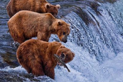 9 Day Alaska Wildlife Tour w. Bear+Whale Viewing, 2 Nat 9 Day Alaska Wildlife Tour w. Bear+Whale Viewing, 2 Nat'l Parks, Boutique Hotels