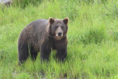  Bear Feeding at the Alaska Wildlife Conservation Center