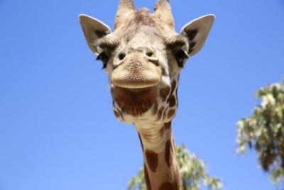 Melbourne Zoo General Entry Ticket