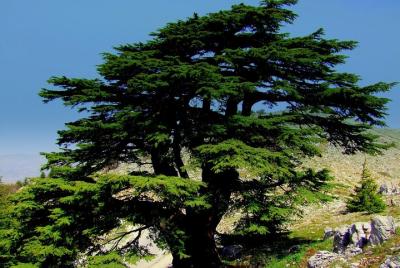 Budget Tour to Qadisha Valley, Bcharre and Cedars of God Budget Tour to Qadisha Valley, Bcharre and Cedars of God