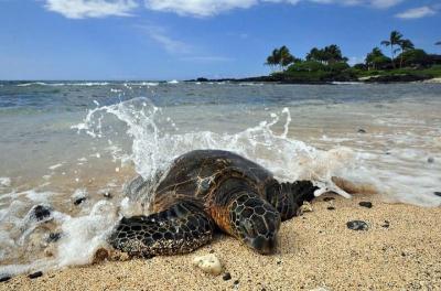 Kona Shore Excursion: Hawaiian Sea Turtles , Historic Kona & Coff Kona Shore Excursion: Hawaiian Sea Turtles , Historic Kona & Coff