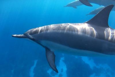 Dolphin Encounter and Reef Snorkel Dolphin Encounter and Reef Snorkel