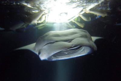 Keauhou Manta Ray Night Snorkel in Kailua-Kona Keauhou Manta Ray Night Snorkel in Kailua-Kona