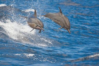 Kona Wildlife-Guaranteed - Departing Waikoloa - A-Bay Kona Wildlife-Guaranteed - Departing Waikoloa - A-Bay