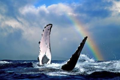 Kawaihae Whale Watch - Guaranteed Kawaihae Whale Watch - Guaranteed