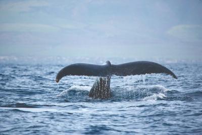 Kona Whale Watch from Honokohau on Sailing Boat  Kona Whale Watch from Honokohau on Sailing Boat