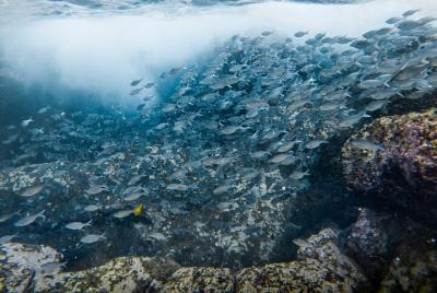 3-4 Hour Afternoon Snorkel Tour in Kailua-Kona 3-4 Hour Afternoon Snorkel Tour in Kailua-Kona