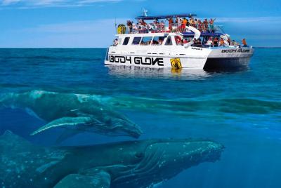 Whale Watch Excursion from the Big Island Whale Watch Excursion from the Big Island