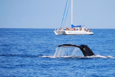 Wake Up With the Whales Cruise Wake Up With the Whales Cruise