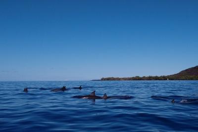 Kayak Snorkel Capt. Cook Monu. See Dolphin in Kealakekua Bay Big Island (3.5hr) Kayak Snorkel Capt. Cook Monu. See Dolphin in Kealakekua Bay Big Island (3.5hr)