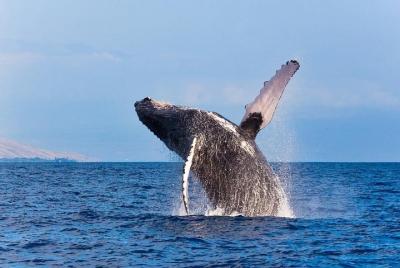 Zodiac Raft Whale Watching Adventure Zodiac Raft Whale Watching Adventure