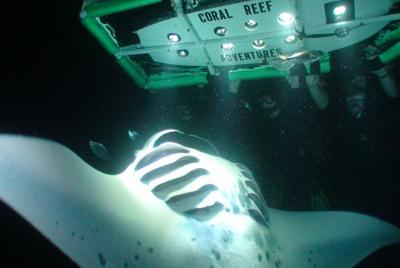 Manta Ray Night Snorkel - Small-Group Experience In Kona, Hawaii Manta Ray Night Snorkel - Small-Group Experience In Kona, Hawaii