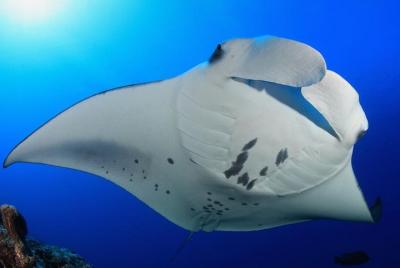 Snorkel with Manta Rays Guaranteed Snorkel with Manta Rays Guaranteed