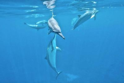 Wild Hawaiian Spinner Dolphins on Snorkel Boat Adventure! Wild Hawaiian Spinner Dolphins on Snorkel Boat Adventure!