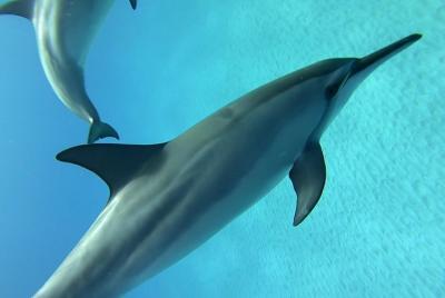 Dolphin Swim in Kona, Hawaii Dolphin Swim in Kona, Hawaii