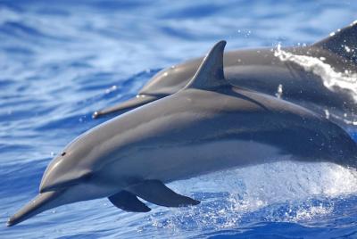 Captain Cook Cruises Deluxe Dolphin Swim  Captain Cook Cruises Deluxe Dolphin Swim