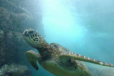 Ultimate Ocean Encounters Midday Snorkel Ultimate Ocean Encounters Midday Snorkel