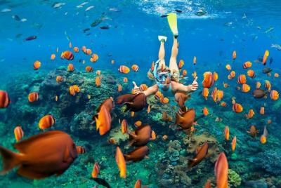Kealakekua Bay: Captain Cook Reef Snorkel Adventure! Kealakekua Bay: Captain Cook Reef Snorkel Adventure!