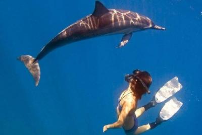 Dolphin Watch and Reef Snorkel Adventure Dolphin Watch and Reef Snorkel Adventure
