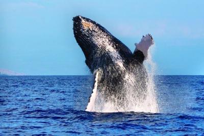 Whales guaranteed in Kona Waikoloa Whales guaranteed in Kona Waikoloa