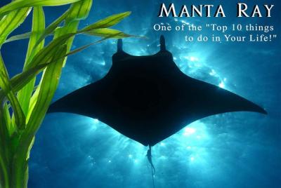 Big Island, Kona Manta Ray Night Snorkel- Small Group Big Island, Kona Manta Ray Night Snorkel- Small Group