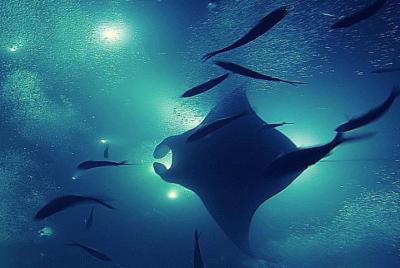 Manta Magic - Night Manta Ray Snorkel At Manta Village Manta Magic - Night Manta Ray Snorkel At Manta Village