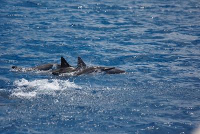 Kawaihae Wildlife Watch, Snorkel and Lunch Kawaihae Wildlife Watch, Snorkel and Lunch