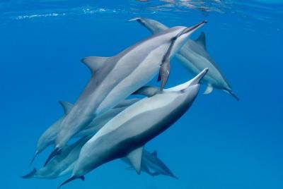 Swim with Dolphins on Big Island Kailua-Kona Hawaii Swim with Dolphins on Big Island Kailua-Kona Hawaii
