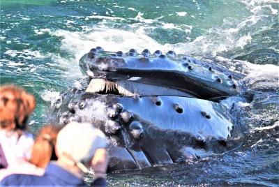 Boston Whale Watching Cruise by High-Speed Catamaran Boston Whale Watching Cruise by High-Speed Catamaran